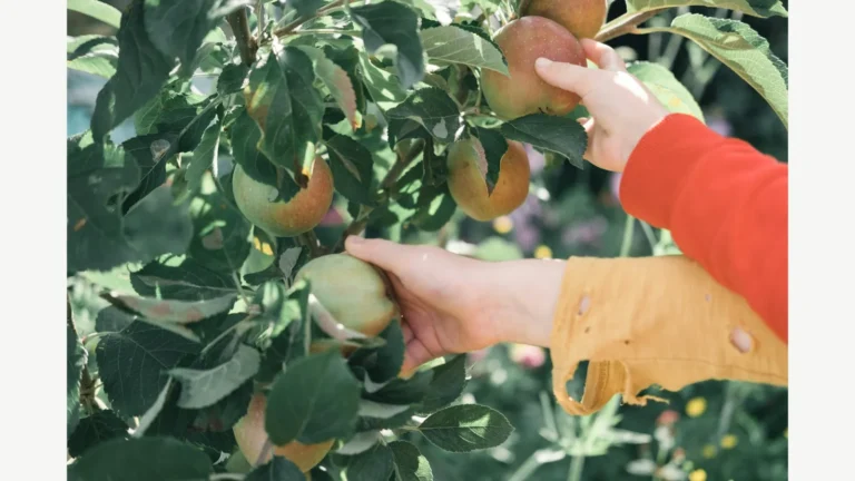A person picks an apple from a tree.